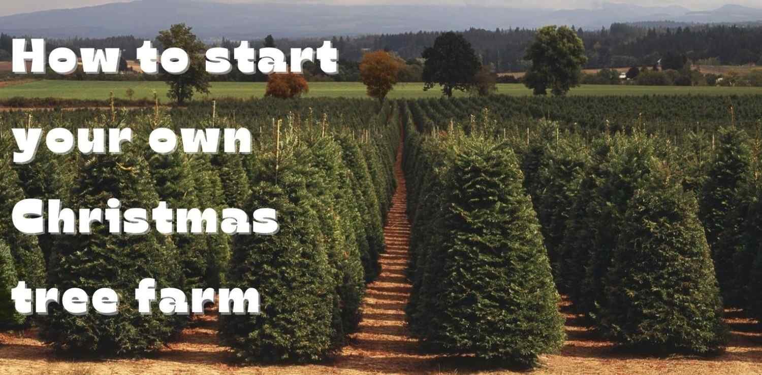 how to start a christmas tree farm